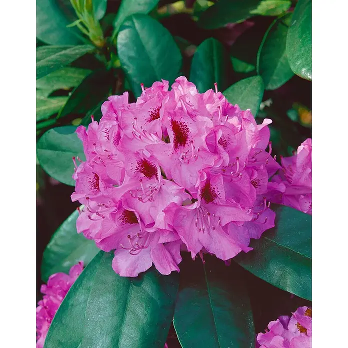 Pflanzen für dich Großblumiger Rhododendron 30-40 cm - Rhododendron 'Holstein', Rot - Leuchtend rosa Rhododendron-Blütencluster in voller Blüte.