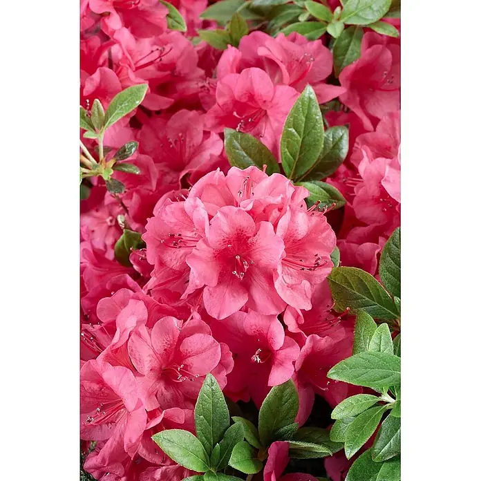 Pflanzen für dich Japanische Azalee 40-50 cm - Rhododendron obtusum 'Georg Arends', Rosa - Ein leuchtender Strauß rosafarbener, azaleenartiger Blüten mit leuchtend grünen Blättern.