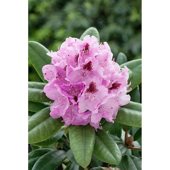Pflanzen für dich Großblumiger Rhododendron 30-40 cm - Rhododendron 'Holstein', Rot - Rosafarbene Rhododendronblüten mit dunkelroten Flecken und grünen Blättern.