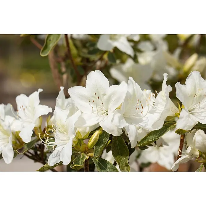 Pflanzen für dich Japanische Azalee 20-25 cm - Rhododendron obtusum 'Luzi', Lila - Eine Gruppe frischer weißer Azaleenblüten mit grünen Blättern.