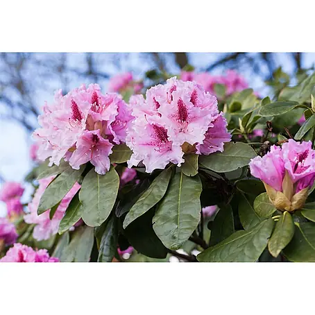 Pflanzen für dich  Großblumiger Rhododendron 30-40 cm