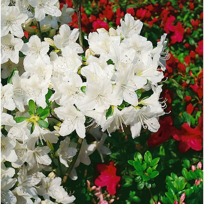 Pflanzen für dich Japanische Azalee 20-25 cm - Rhododendron obtusum 'Luzi', Lila - Eine Ansammlung leuchtend weißer Azaleenblüten vor einem Hintergrund aus roten Blumen und grünen Blättern.
