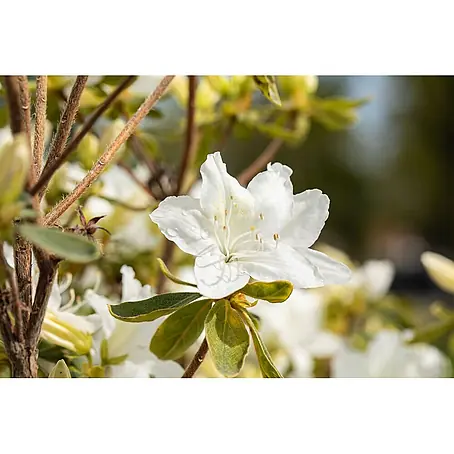 Pflanzen für dich  Japanische Azalee 20-25 cm