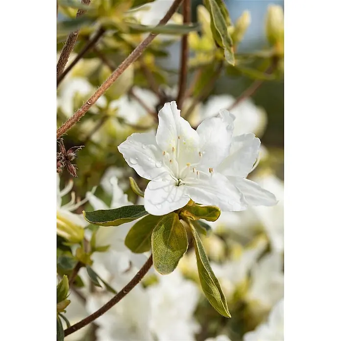 Pflanzen für dich Japanische Azalee 20-25 cm - Rhododendron obtusum 'Luzi', Lila - Weiße Blüte mit Wassertropfen und gelben Staubgefäßen, umgeben von grünen Blättern.
