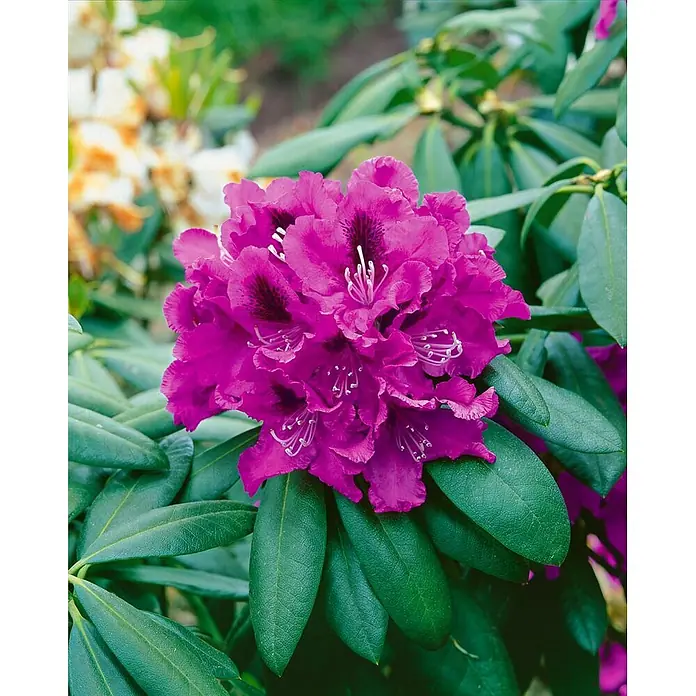 Pflanzen für dich Großblumiger Rhododendron 30-40 cm - Rhododendron 'Rasputin', Violett - Leuchtend violette Rhododendronblüte mit dunklen Markierungen und grünen Blättern.