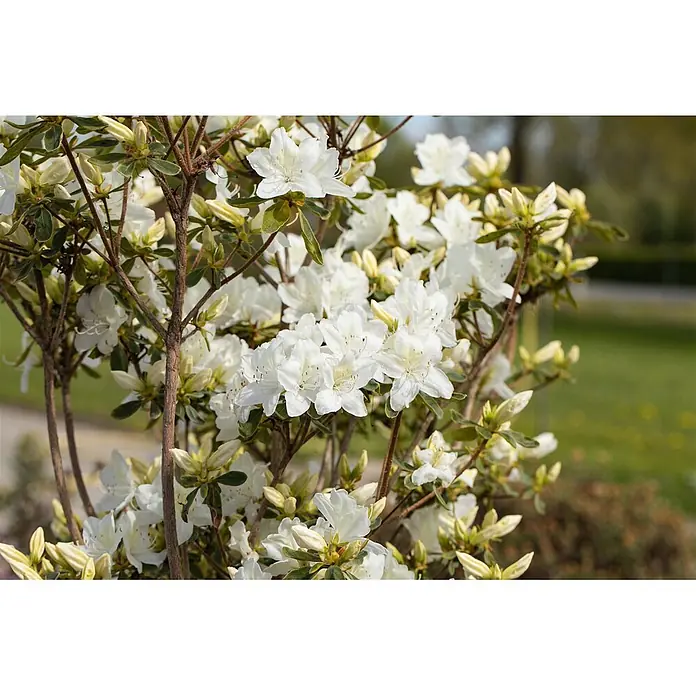 Pflanzen für dich Japanische Azalee 20-25 cm - Rhododendron obtusum 'Luzi', Lila - Nahaufnahme eines blühenden weißen Azaleenbusches mit zahlreichen weißen Blüten und hellgrünen Knospen.