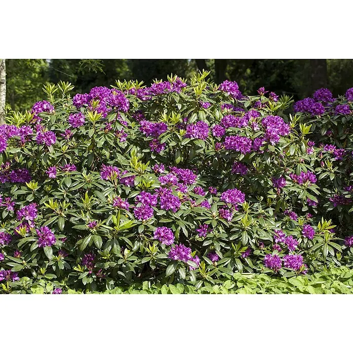 Pflanzen für dich Großblumiger Rhododendron 30-40 cm - Rhododendron 'Rasputin', Violett - Üppiger Rhododendronbusch mit leuchtend violetten Blüten und grünem Laub.