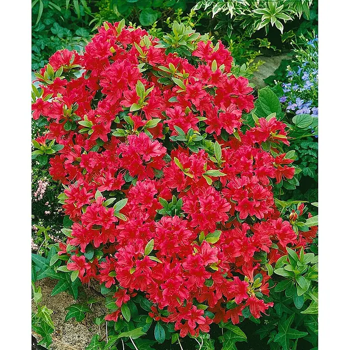 Pflanzen für dich Japanische Azalee 20-25 cm - Rhododendron obtusum 'Geisha Red', Rot - Leuchtend rote Azalee in voller Blüte, mit zahlreichen roten Blüten und grünen Blättern im Garten.