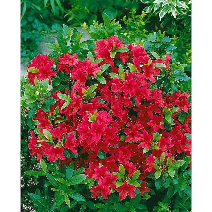 Pflanzen für dich Japanische Azalee 20-25 cm - Rhododendron obtusum 'Geisha Red', Rot - Lebendiger roter Azaleenstrauch mit zahlreichen leuchtenden Blüten und grünen Blättern.