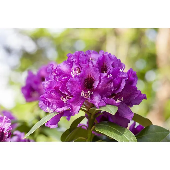 Pflanzen für dich Großblumiger Rhododendron 30-40 cm - Rhododendron 'Rasputin', Violett - Lebendige violette Rhododendronblüten in voller Blüte mit grünen Blättern.