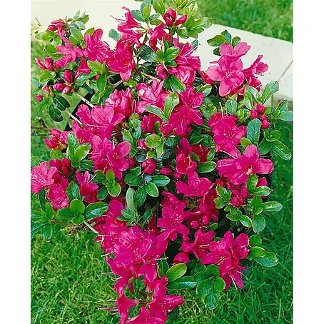 Pflanzen für dich  Japanische Azalee 20-25 cm