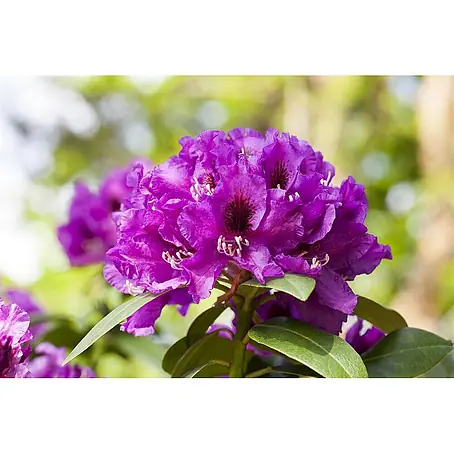 Pflanzen für dich  Großblumiger Rhododendron 30-40 cm