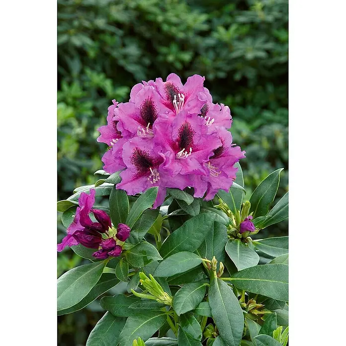 Pflanzen für dich Großblumiger Rhododendron 30-40 cm - Rhododendron 'Rasputin', Violett - Eine Traube leuchtend magentafarbener Rhododendronblüten mit dunklen Flecken und grünen Blättern, mit ungeöffneten Knospen.