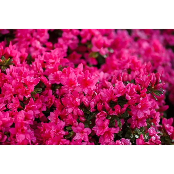 Pflanzen für dich Japanische Azalee 15-20 cm - Rhododendron obtusum 'Melina', Rot - Busch leuchtend pinker Blüten, bedeckt mit kleinen Wassertropfen und grünen Blättern.