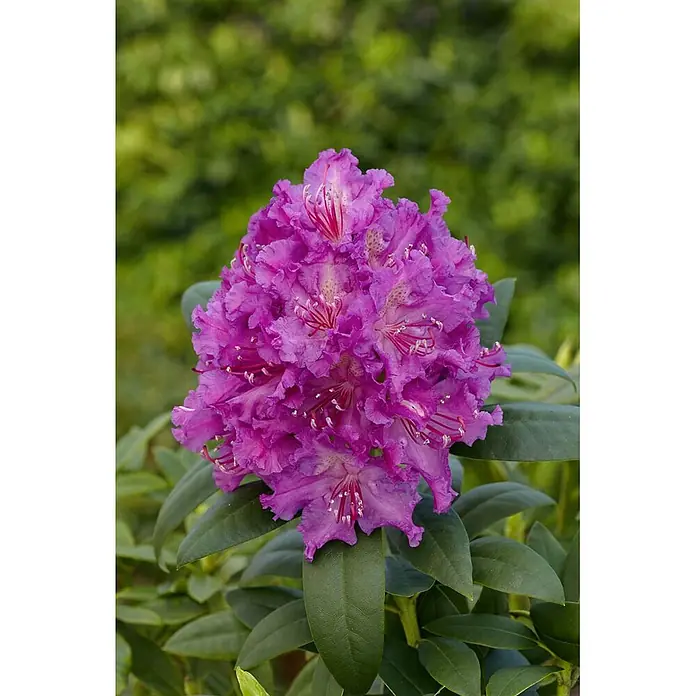 Pflanzen für dich Großblumiger Rhododendron 30-40 cm - Rhododendron 'Markgraf', Rot - Lebhafter lila Rhododendron-Blütenbüschel mit sichtbaren Staubgefäßen und dunkelgrünen Blättern.