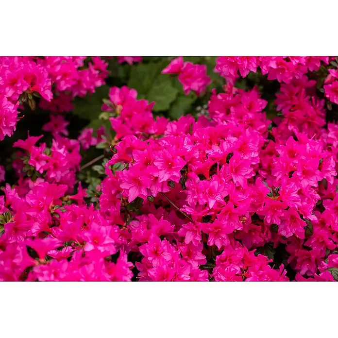 Pflanzen für dich Japanische Azalee 15-20 cm - Rhododendron obtusum 'Melina', Rot - Leuchtend pinke Blüten in voller Pracht, die ein dichtes, farbenfrohes Arrangement bilden.