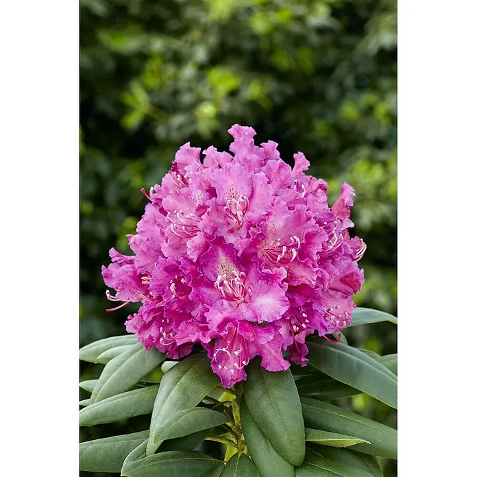 Pflanzen für dich Großblumiger Rhododendron 30-40 cm - Rhododendron 'Markgraf', Rot - Ein lebendiger Blütenstand rosa Rhododendronblüten mit prominenten Staubblättern.