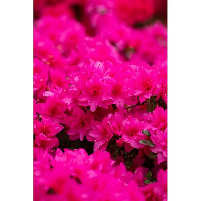 Pflanzen für dich Japanische Azalee 15-20 cm - Rhododendron obtusum 'Melina', Rot - Dichte, leuchtend pinkfarbene Blüten in voller Pracht.