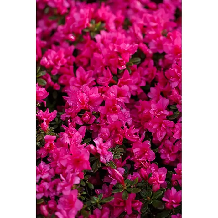 Pflanzen für dich Japanische Azalee 15-20 cm - Rhododendron obtusum 'Melina', Rot - Dichte Ansammlung leuchtend pinker, azaleenartiger Blüten mit grünen Blättern und Wassertropfen.