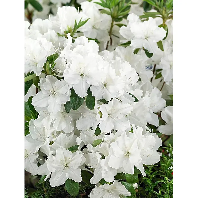 Pflanzen für dich Japanische Azalee 20-25 cm - Rhododendron obtusum 'Palestrina', Weiß - Weiße, blühende Pflanze mit vielen gekräuselten Blüten.