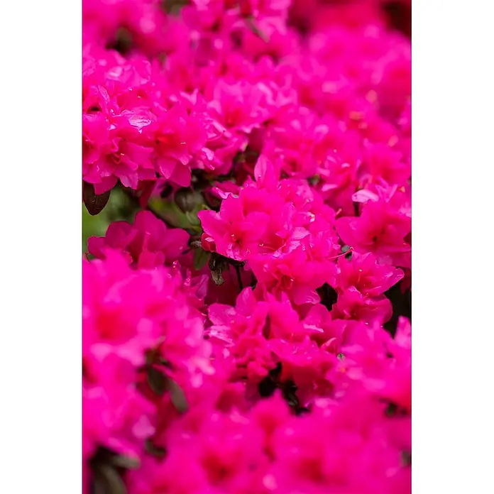Pflanzen für dich Japanische Azalee 15-20 cm - Rhododendron obtusum 'Melina', Rot - Nahaufnahme von leuchtend fuchsienfarbenen Blüten in voller Blüte.