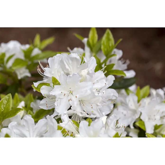 Pflanzen für dich Japanische Azalee 20-25 cm - Rhododendron obtusum 'Palestrina', Weiß - Gruppe weißer Blüten mit grünen Blättern und sichtbaren Staubgefäßen.