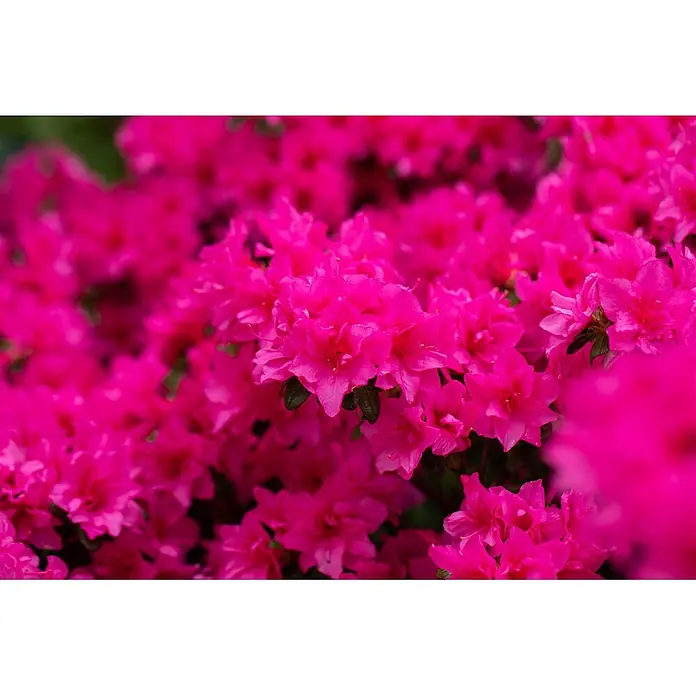 Pflanzen für dich Japanische Azalee 15-20 cm - Rhododendron obtusum 'Melina', Rot - Leuchtend pinke Azaleenblüten in dichter Blüte.