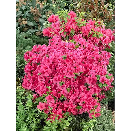 Pflanzen für dich  Japanische Azalee 20-25 cm