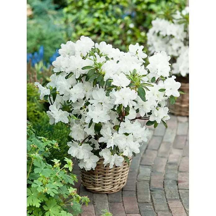 Pflanzen für dich Japanische Azalee 20-25 cm - Rhododendron obtusum 'Palestrina', Weiß - Weiße Azalee mit grünen Blättern in einem geflochtenen Korb auf einer gepflasterten Terrasse.