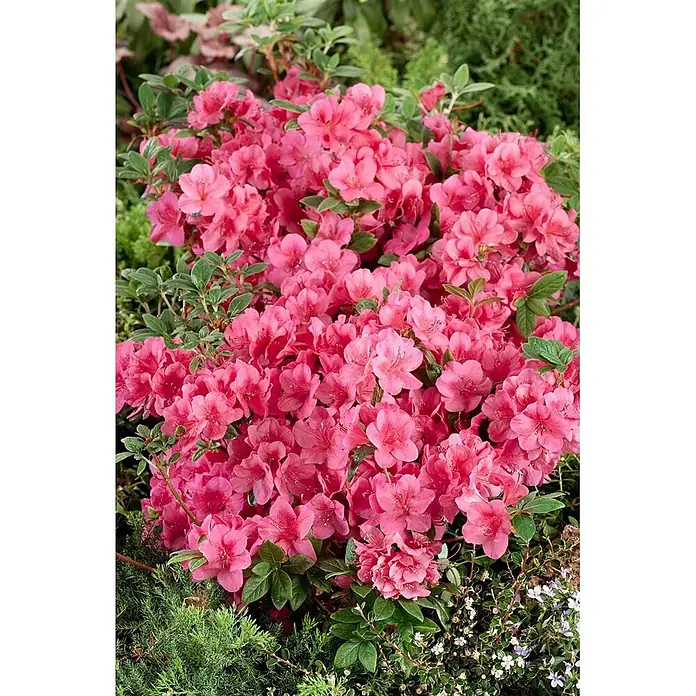 Pflanzen für dich Japanische Azalee 20-25 cm - Rhododendron obtusum 'Arabesk', Rot - Leuchtend rosa Azaleenbusch mit reichlich Blüten inmitten grüner Blätter.