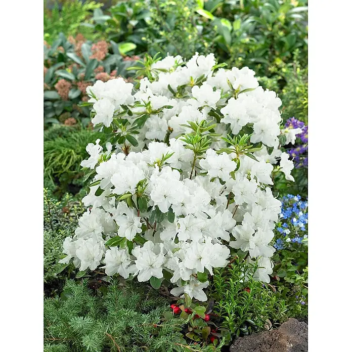 Pflanzen für dich Japanische Azalee 20-25 cm - Rhododendron obtusum 'Palestrina', Weiß - Weißer Azaleenstrauch mit üppigen weißen Blüten in einem Garten.