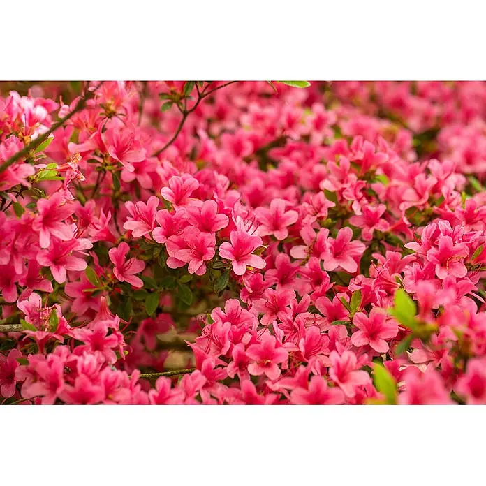 Pflanzen für dich Japanische Azalee 20-25 cm - Rhododendron obtusum 'Arabesk', Rot - Leuchtend pinke Azaleenblüten in voller Blüte bedecken einen dichten Strauch mit grünen Blättern.