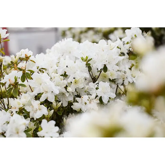 Pflanzen für dich Japanische Azalee 25-30 cm - Rhododendron obtusum 'Schneesturm', Weiß - Weiße Blüten in voller Pracht mit glitzernden Tautropfen.
