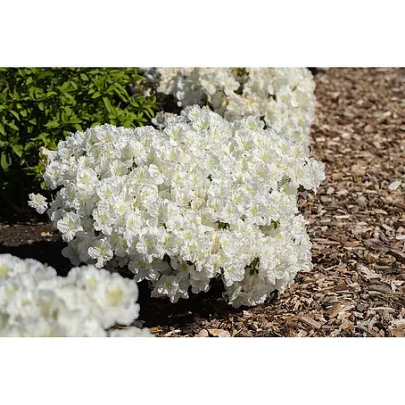 Pflanzen für dich  Japanische Azalee 15- 20 cm