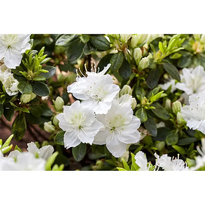 Pflanzen für dich Japanische Azalee 20-25 cm - Rhododendron obtusum 'Maischnee', Weiß - Weiße Blüten mit ausgeprägten Staubblättern, umgeben von grünen Blättern und Blütenknospen.