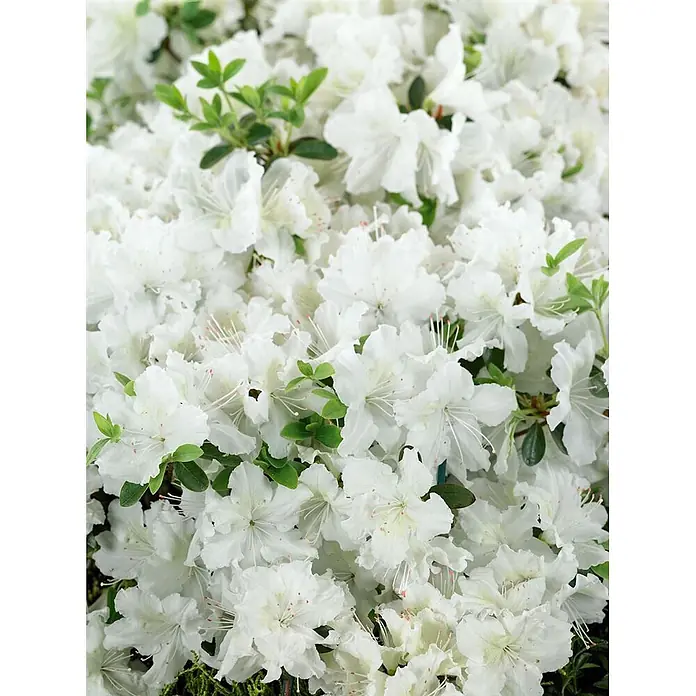 Pflanzen für dich Japanische Azalee 25-30 cm - Rhododendron obtusum 'Schneesturm', Weiß - Dichte Ansammlung leuchtend weißer Blüten mit grünen Blättern.