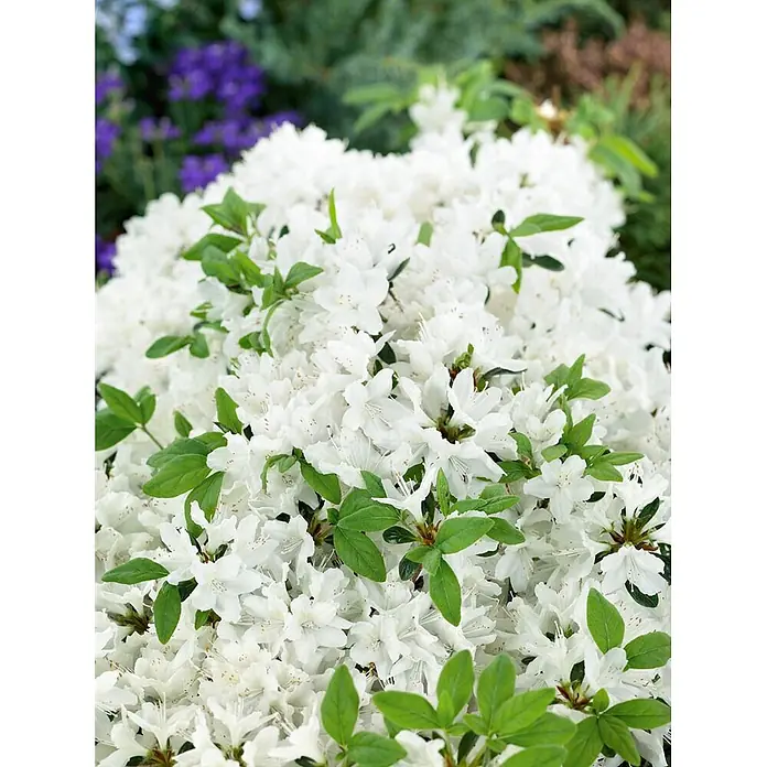 Pflanzen für dich Japanische Azalee 20-25 cm - Rhododendron obtusum 'Schneewittchen', Weiß - Nahaufnahme eines Busches, dicht bedeckt mit leuchtend weißen Azaleenblüten und grünen Blättern.