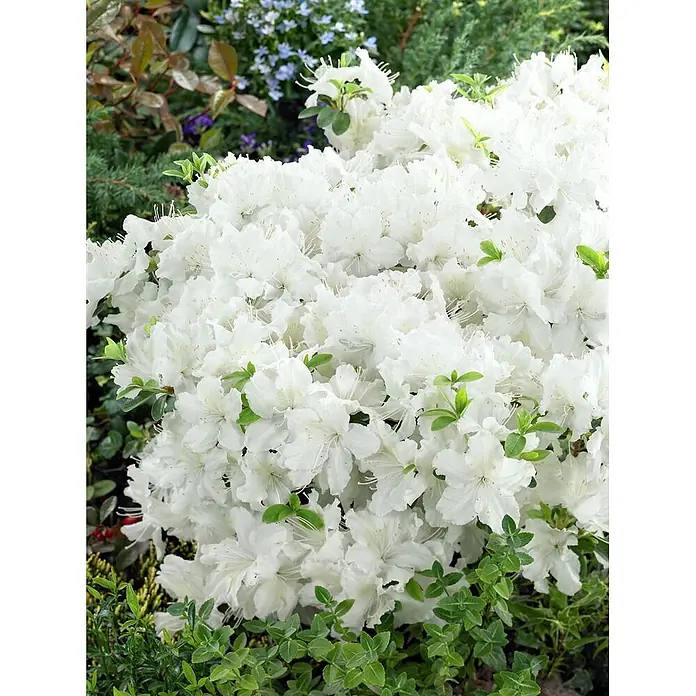 Pflanzen für dich Japanische Azalee 25-30 cm - Rhododendron obtusum 'Schneesturm', Weiß - Ein dichter, blühender Strauch mit zahlreichen weißen Blüten vor einem verschwommenen Gartenhintergrund.