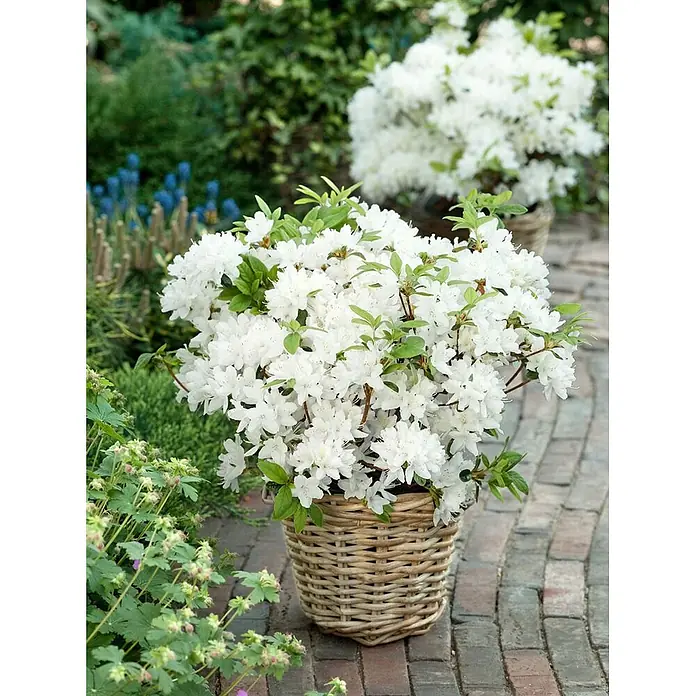 Pflanzen für dich Japanische Azalee 20-25 cm - Rhododendron obtusum 'Schneewittchen', Weiß - Weiße Azaleenpflanze in einem runden Korb auf einer Ziegelterrasse, umgeben von grünem Laub.