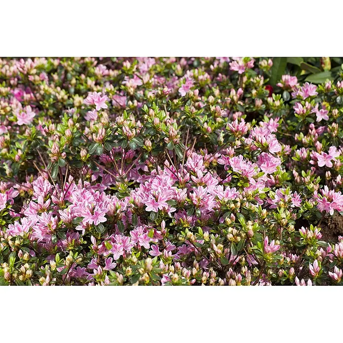 Pflanzen für dich Japanische Azalee 25-30 cm - Rhododendron obtusum 'Kermesina Rose', Rosa - Rosa blühender Busch mit vielen geöffneten Blüten und Knospen zwischen grünen Blättern.