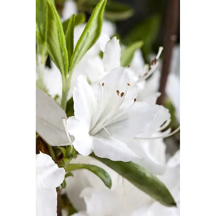 Pflanzen für dich Japanische Azalee 20-25 cm - Rhododendron obtusum 'Schneewittchen', Weiß - Nahaufnahme von leuchtend weißen Blüten mit auffälligen braunen Staubbeuteln und frischen grünen Blättern.