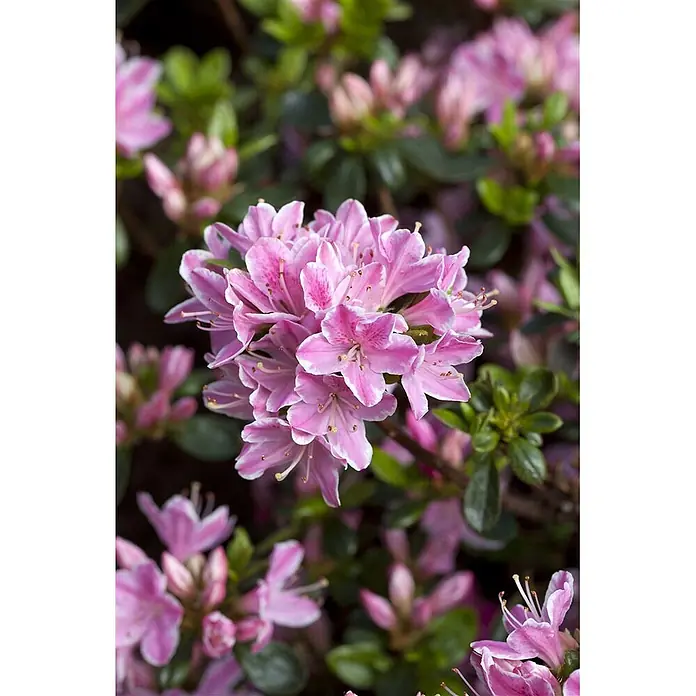 Pflanzen für dich Japanische Azalee 25-30 cm - Rhododendron obtusum 'Kermesina Rose', Rosa - Leuchtende Ansammlung rosa-weißer Azaleenblüten, mit unscharfen grünen Blättern und weiteren Blüten im Hintergrund.