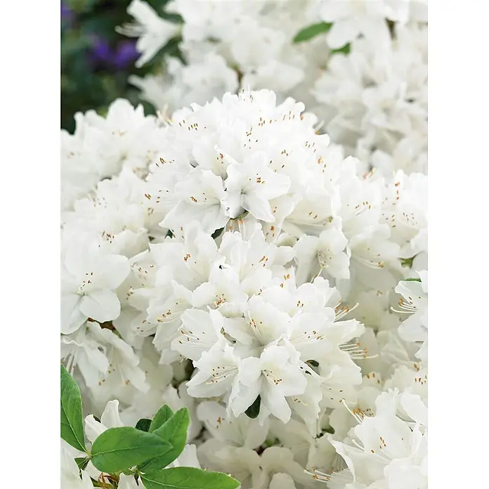 Pflanzen für dich Japanische Azalee 20-25 cm - Rhododendron obtusum 'Schneewittchen', Weiß - Weiße Blüten in einer dichten Ansammlung mit sichtbaren Staubgefäßen.