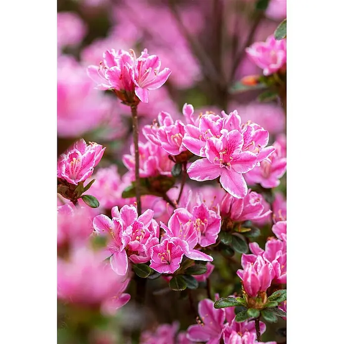 Pflanzen für dich Japanische Azalee 25-30 cm - Rhododendron obtusum 'Kermesina Rose', Rosa - Lebendige rosa Blüten mit weißrandigen Blütenblättern und grünen Blättern an einer Pflanze.