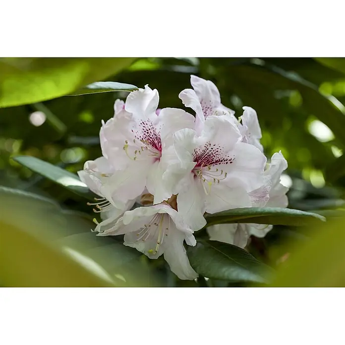 Pflanzen für dich Japanische Azalee 20-25 cm - Rhododendron obtusum 'Schneewittchen', Weiß - Blütenstand aus weißen und hellrosafarbenen Blüten mit markanten dunkelrot gesprenkelten Zentren und sichtbaren Staubgefäßen.