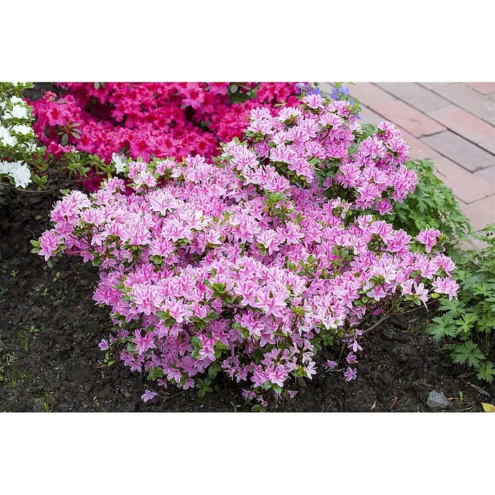 Pflanzen für dich Japanische Azalee 25-30 cm - Rhododendron obtusum 'Kermesina Rose', Rosa - Rosa Azaleenbusch mit üppiger Blüte in einem Garten.