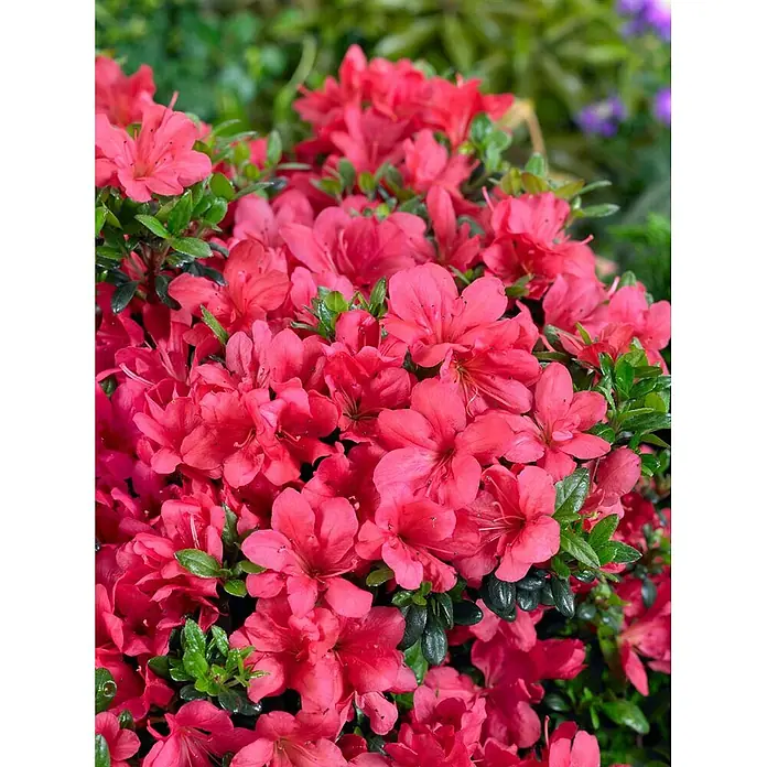 Pflanzen für dich Japanische Azalee 25-30 cm - Rhododendron obtusum 'Little Red', Rot - Leuchtend rot-rosa Azaleenblüten in voller Blüte, umgeben von grünen Blättern.