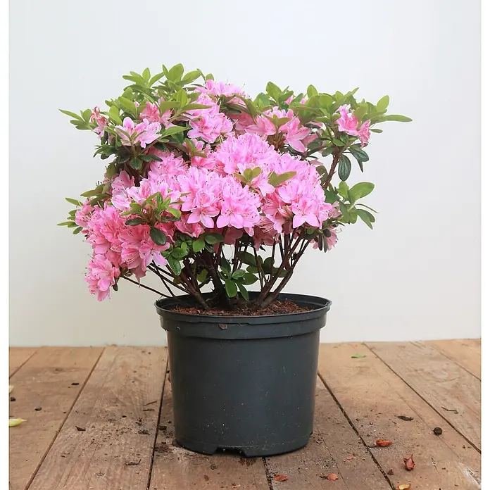 Pflanzen für dich Japanische Azalee 30-40 cm - Rhododendron obtusum 'Kermesina Rose', Rosa - Rosa Azaleenpflanze in einem dunklen Topf mit grünen Blättern.