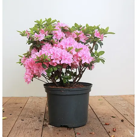 Pflanzen für dich  Japanische Azalee 30-40 cm