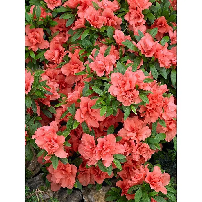 Pflanzen für dich Japanische Azalee 20-25 cm - Rhododendron obtusum 'Cherie', Rot - Üppiger Strauch mit korallenroten Azaleenblüten und grünen Blättern.